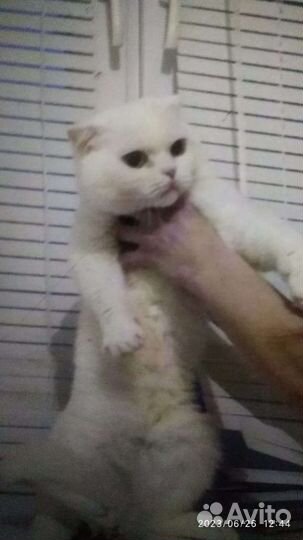 Кот шатланский вязка цвет вискос