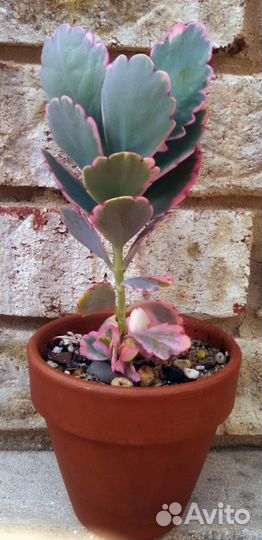 Каланхоэ Федченко цветущий