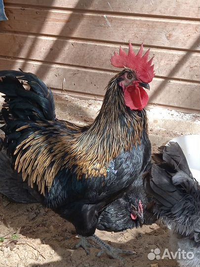 Сильверудд и цветочные куры- инкубационное яйцо