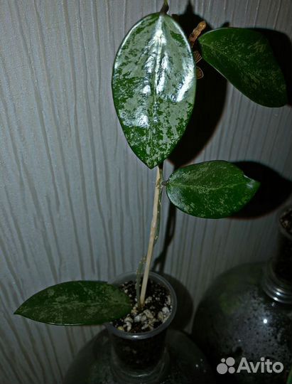 Hoya Rime splash - Хойя Райм Риме - Укореняшки