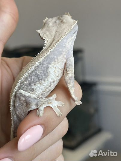 Бананоед реснитчатый lillywhite pinstripe