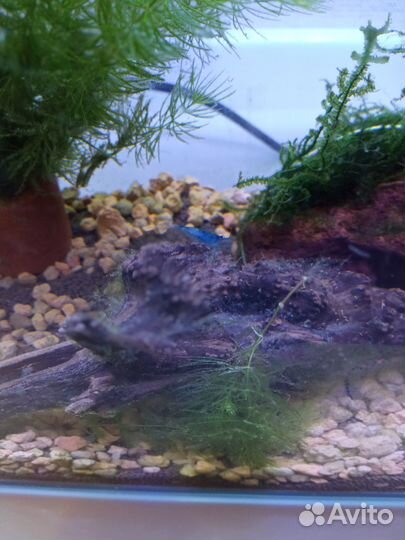 Креветки вишня