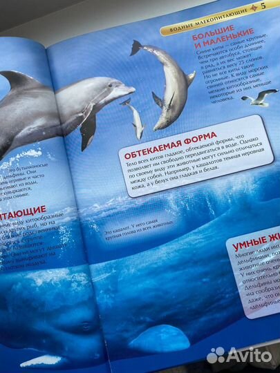 Киты и дельфины энциклопедия