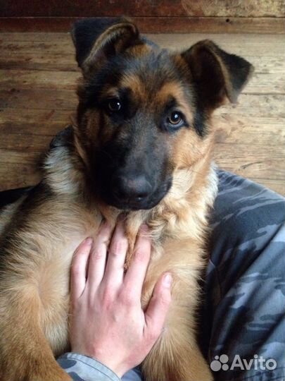 Дрессировка Собак. Кинолог. Передержка