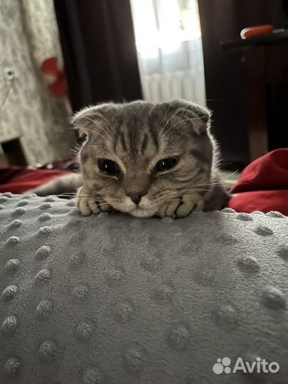 Шотландец вислоухий