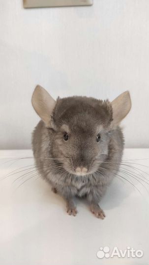 Шиншилла носитель ангоры гетеробеж