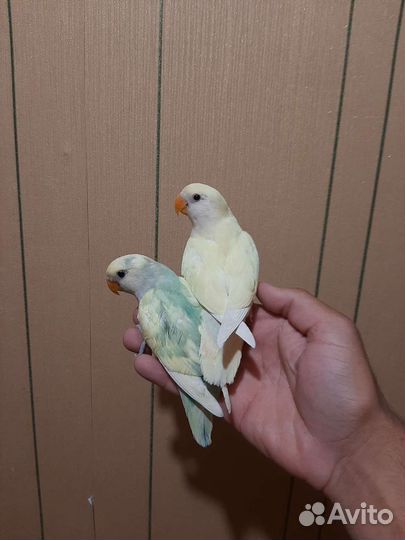 Попугай неразлучники