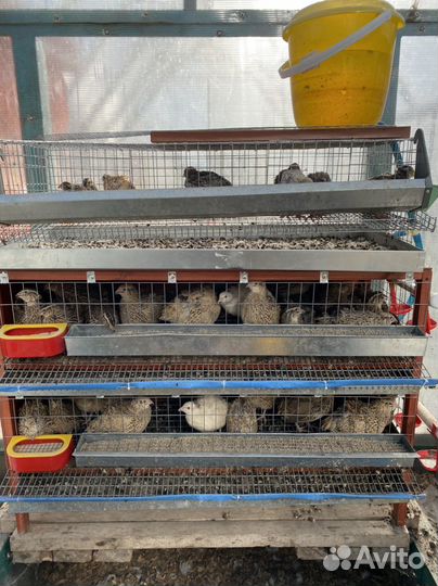 Клетки для перепелов бу