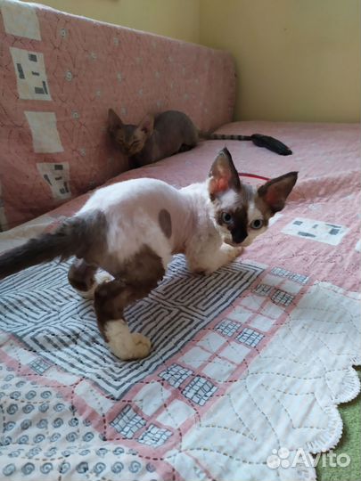 Котята девон-рекс