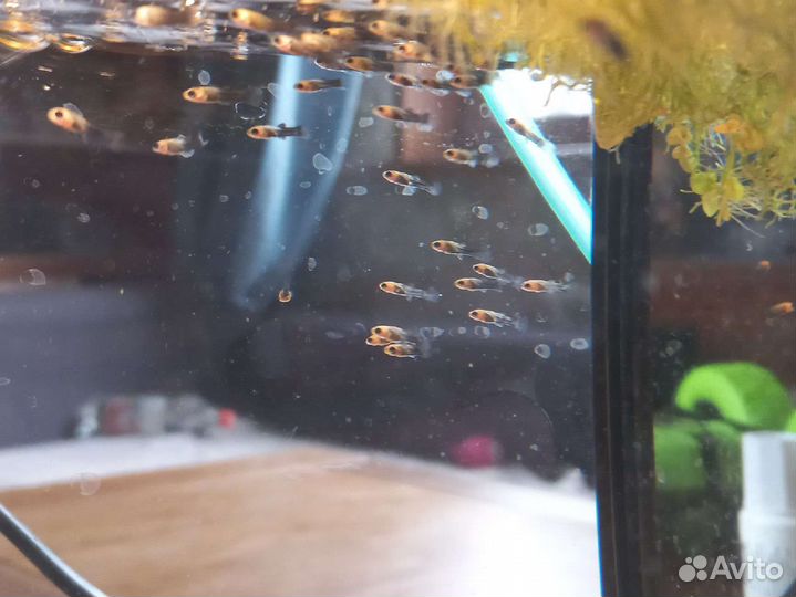 Молинезия чёрно-рыжая мольки