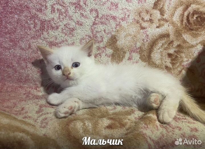 Котята в добрые руки