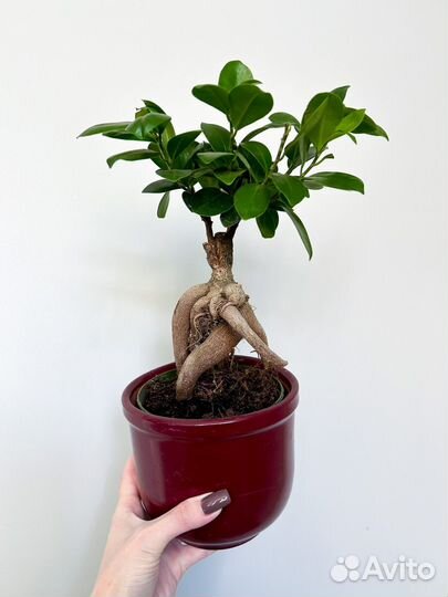 Фикус Микрокарпа в керамическом кашпо