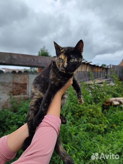 Котята в добрые руки бесплатно