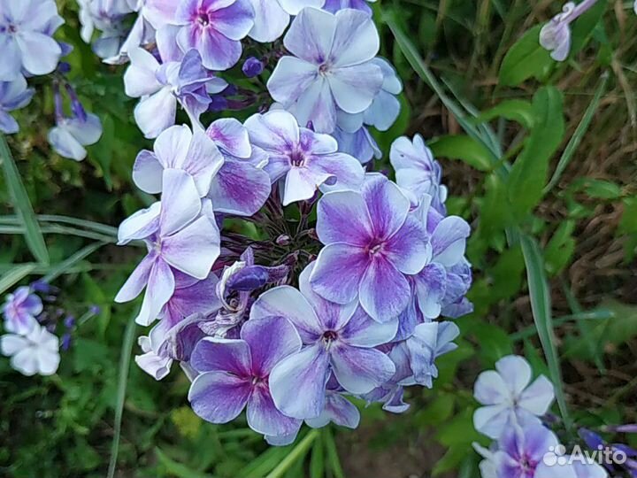 Флоксы сортовые