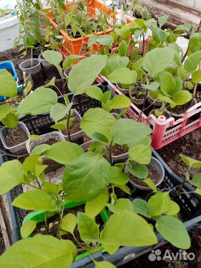 Рассада помидоры, перцы, баклажаны