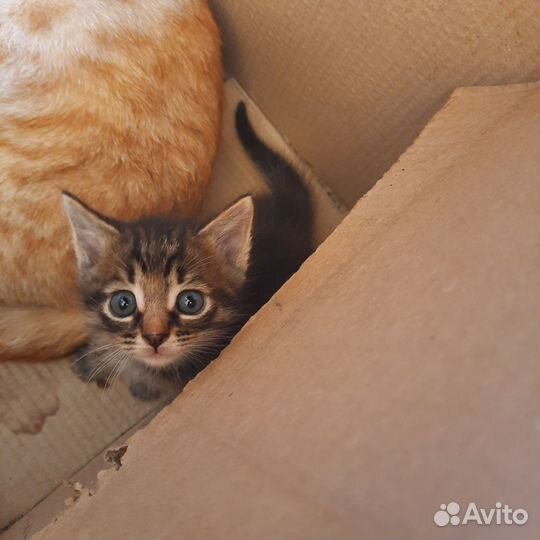 Кошки в добрые руки бесплатно