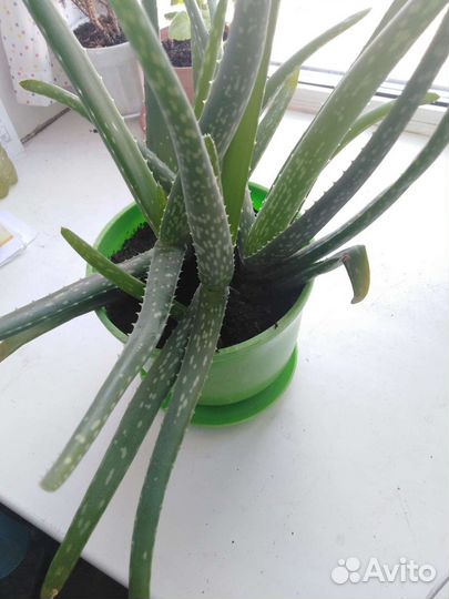 Алоэ вера 3 года