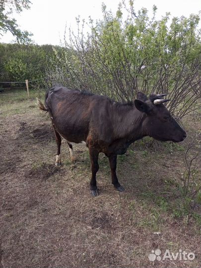 Корова с теленком