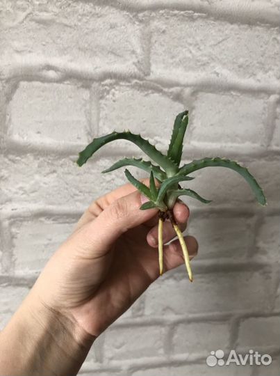 Алоэ столетник