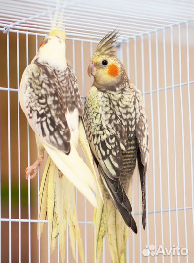 Корелла жемчужный птенцы