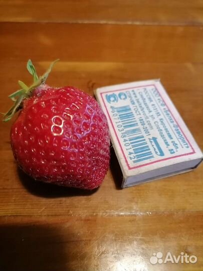 Рассада клубники и земклуники Купчиха