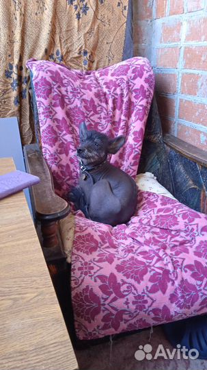 Ксолоицкуинтли