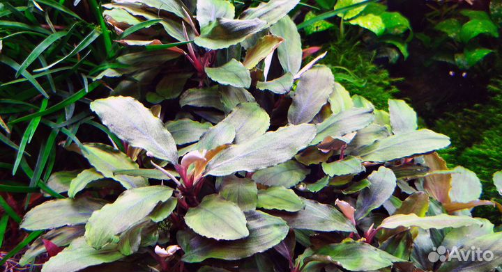 Аквариумные растения