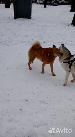 Вязка кобель карело-финская лайка