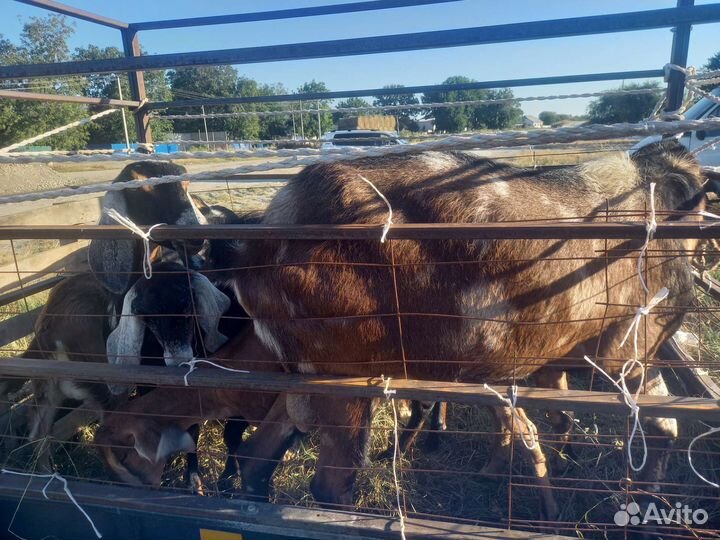 Дойные нубийские козы