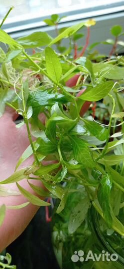 Водоросли для аквариума