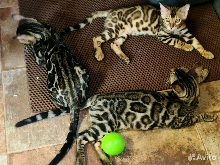 Шикарные бенгальские котята