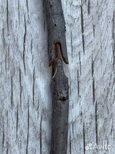 Секатор прививочный