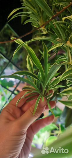 Хлорофитум вариегатный