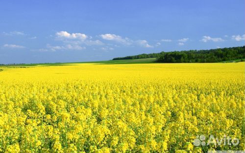 Продаю семена горчицы