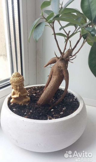 Бонсайница силиконовая форма