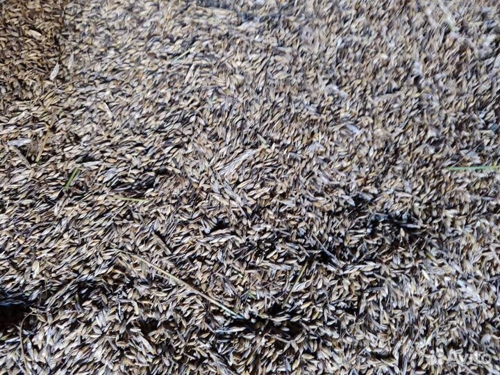 Продажа зерна