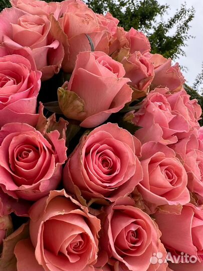 Роза 51шт, 60см.Доставка Калининград