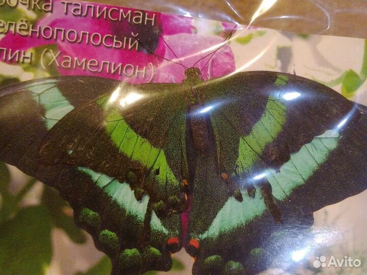 Экзотическая бабочка хамелион