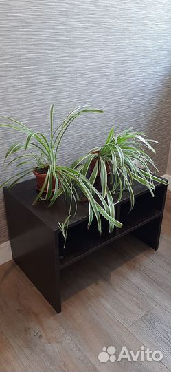 Хлорофитум кудрявый