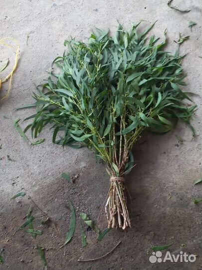 Эфкалипт веник для бани