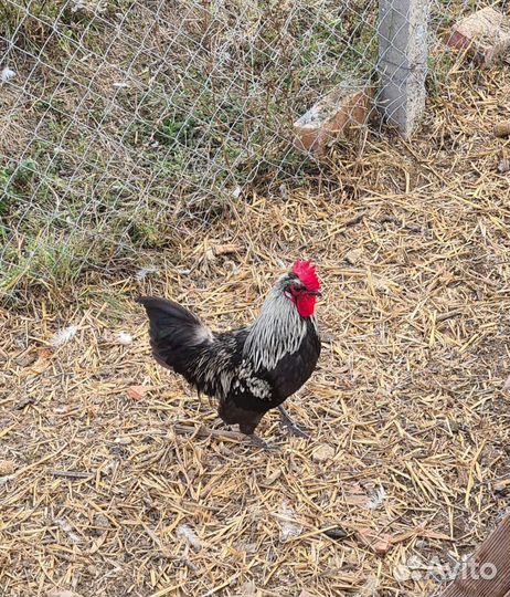 Петух бентамка