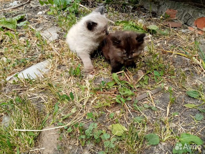 Кошка в дар бесплатно