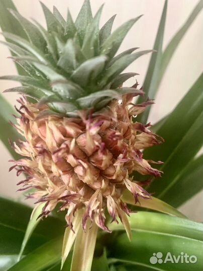 Ананас комнатный