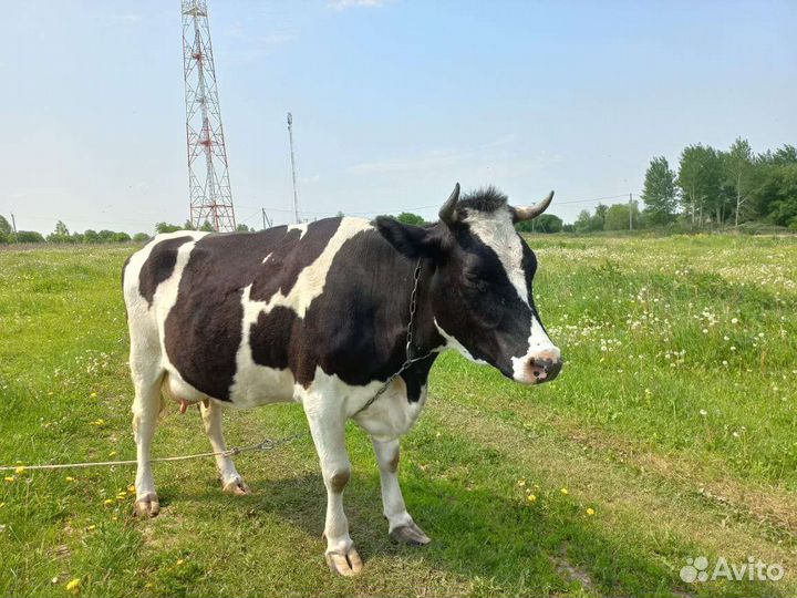 Корова и тëлочка