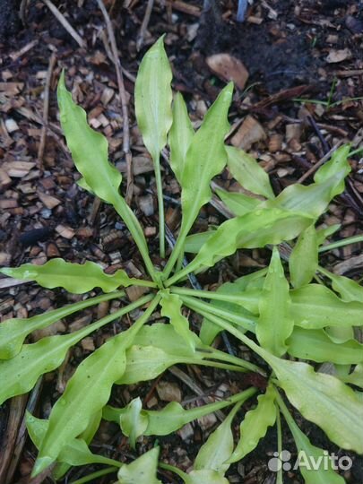 Хосты сортовые