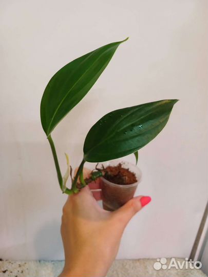 Рафидофора декурсива