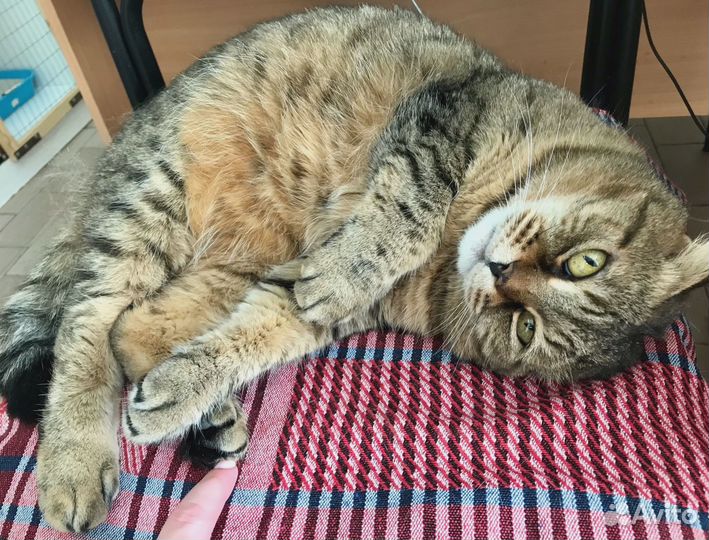 Кошка ищет дом