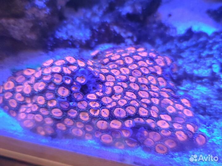 Морские кораллы