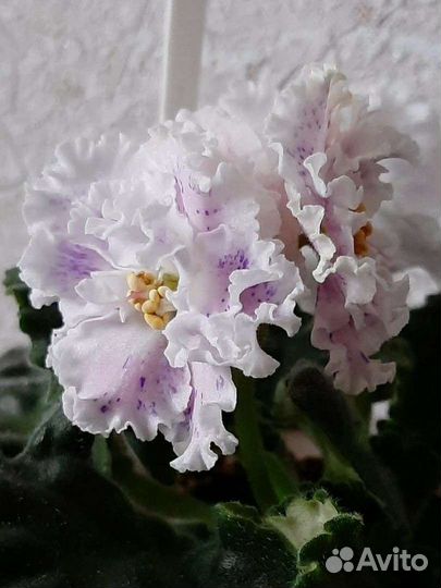 2.Сортовые фиалки