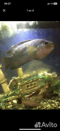 Живая рыба пчелка